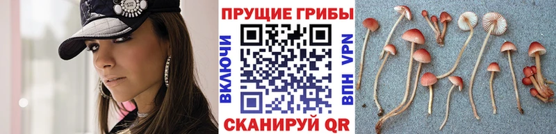 Псилоцибиновые грибы прущие грибы  Купить  Луховицы 